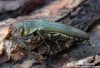 polník (Brouci), Agrilus graminis, Agrilini, Buprestidae (Coleoptera)